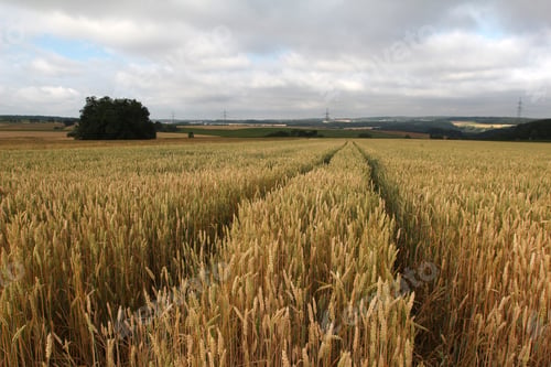 Preview: Beautiful shot of a wheat field