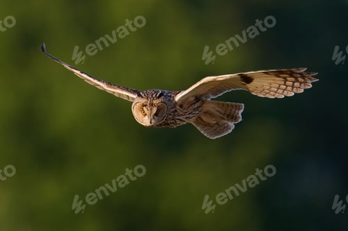 Preview: Long-eared owl (Asio otus)