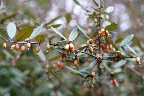 Preview: Fruits of elaeagnus pungens, Thorny-Olive