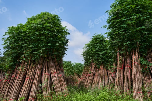 Preview: Bunch of the cassava plants to cultivate in the next crop
