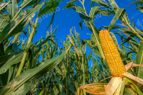 Preview: Corn on the cob