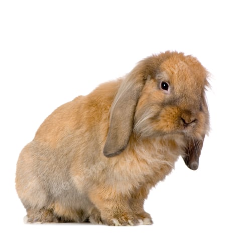 Preview: Lop Rabbit