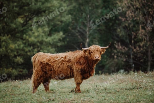 Preview: Scottish highland cattle on a pasture