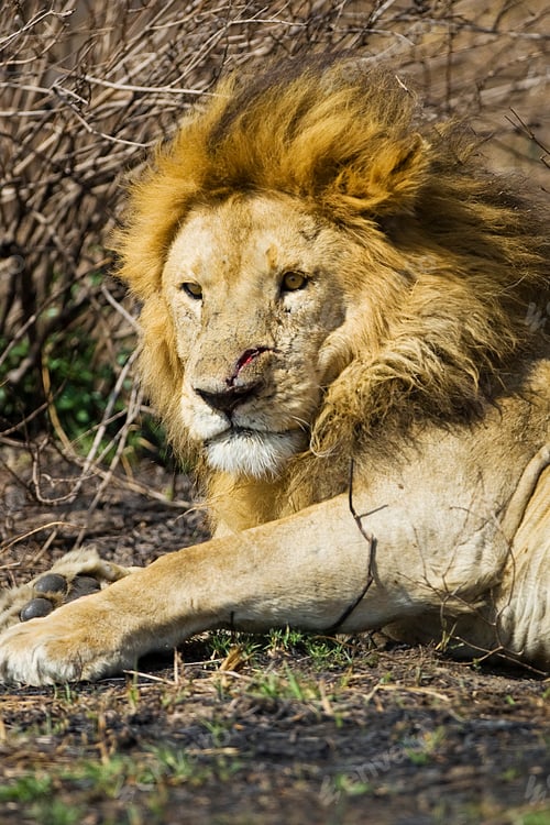 Preview: Adult male lion in Africa with large, bloody cut on his face