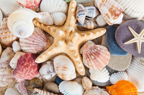 Preview: variety of sea shells
