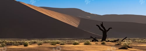Preview: Namibia, the Namib desert, dead acacia