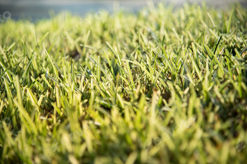 Preview: Grass Background Dew in morning on the top of the grasses.