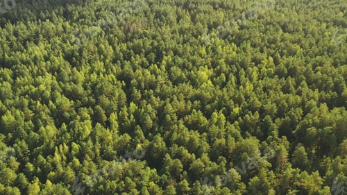 Preview: Aerial View Of Green Forest Landscape. Top View From High Attitude In Summer Evening. Natural