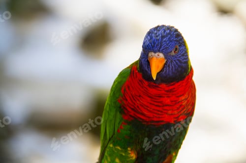 Preview: Parrot