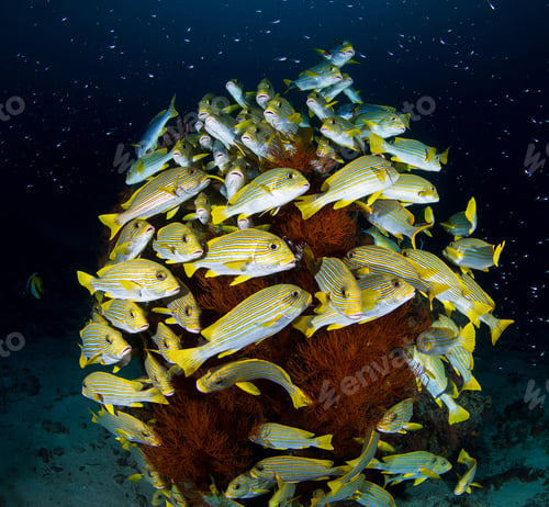 Preview: A Beautiful and Magical Indonesia underwater pictures