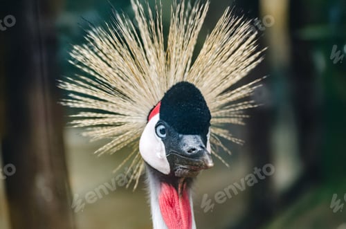 Vorschau: Gekrönter Kranich in Nahaufnahme mit strahlendem Goldgefieder in natürlichem Licht