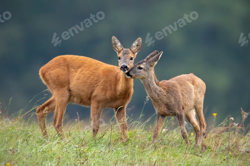 Preview: Intimate moment between mother roe deer doe and fawn