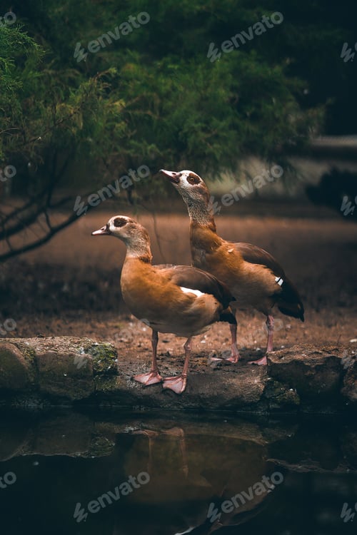 Preview: Vertical of two geese perched on rocks near a pond