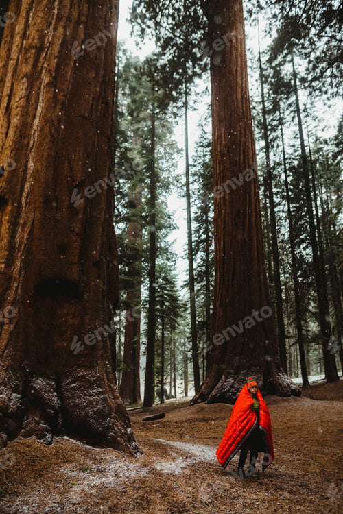 Preview: Person in red cloak among giant sequoias