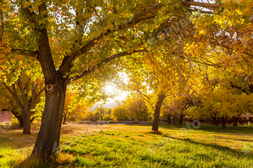 Preview: Autumn garden