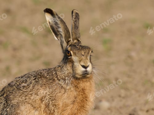 Preview: European hare (Lepus europaeus)