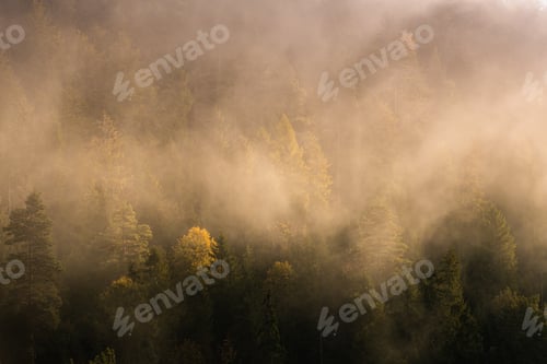 Preview: Misty Morning in a Dense Forest of Moody Autumn Tree