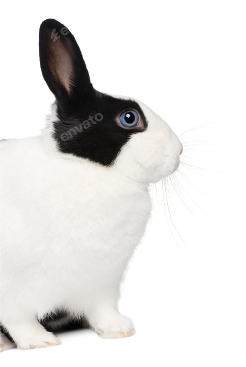 Preview: Rabbit (11 months)