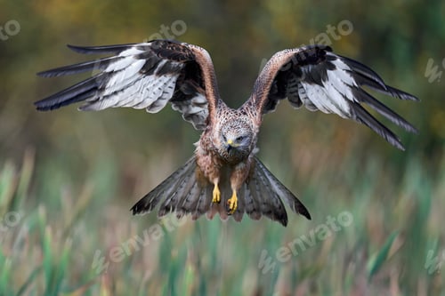 Preview: Red kite (Milvus milvus)