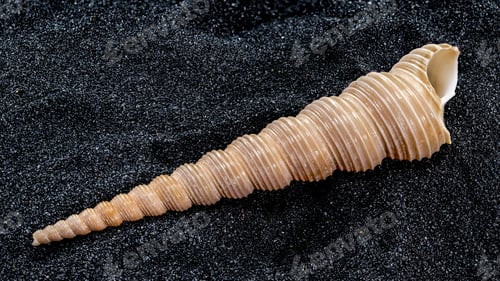Preview: Turritella terebra Seashell on a black sand background