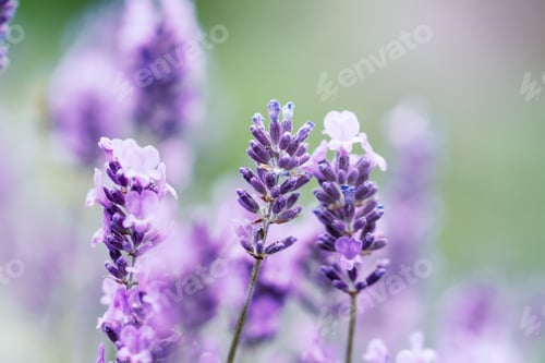 Preview: Pollination with bee and lavender with sunshine, sunny lavender