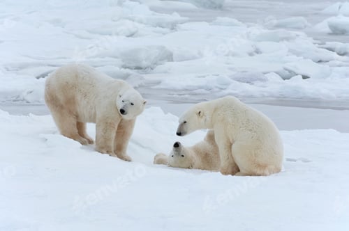 Preview: Polar bears in the wild. A powerful predator and a vulnerable or potentially endangered species.