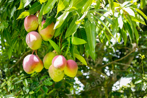 Preview: bunch of tomy mangoes, tropical fruit, front view
