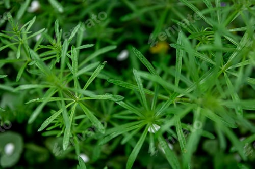 Preview: Natural green background with spring plants, close-up.