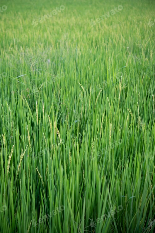 Preview: close up of yellow-green rice fields.