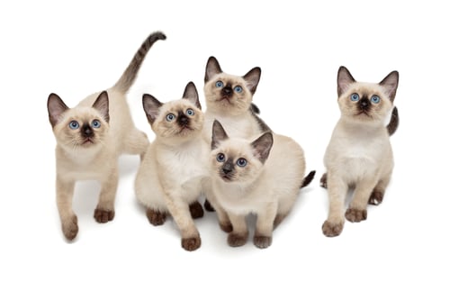 Preview: Five small Thai kittens