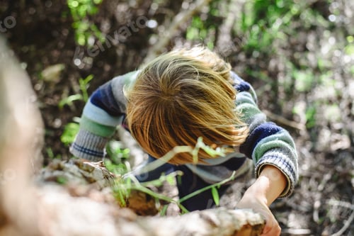 Preview: Blond boy climbing a tree by himself overcoming a challenge in childhood, photo from above.
