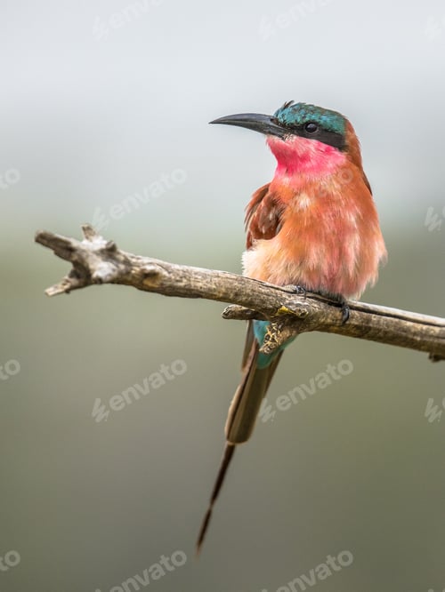 Preview: Southern carmine bee eater on branch