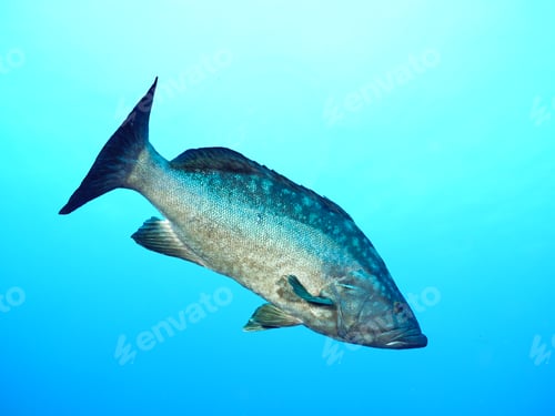 Preview: Mottled grouper from Cyprus, Mediterranean Sea
