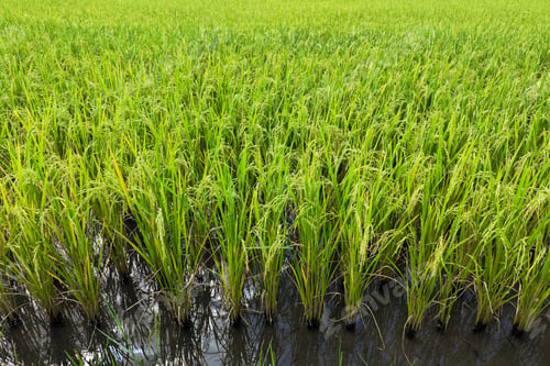 Preview: green rice plant in the water at the rice field. Asia, thailand agriculture.