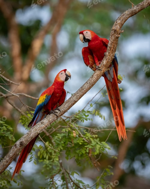 Preview: Scarlet Macaw in Costa Rica