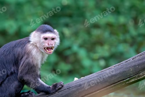 Preview: White-throated Capuchin in the wild, a portrait