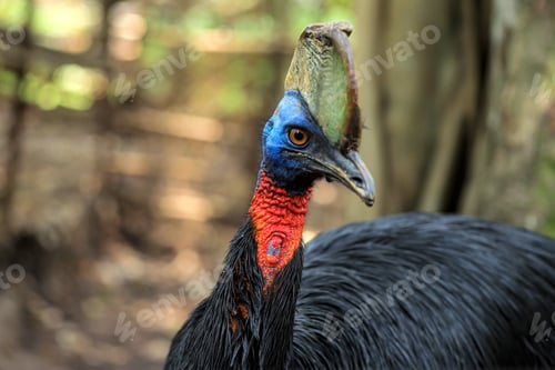 Preview: Beautiful Cassowary Head