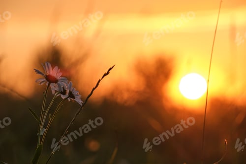 Preview: Dark silhouettes of wild flowers against bright colorful sunset sky with setting sun light