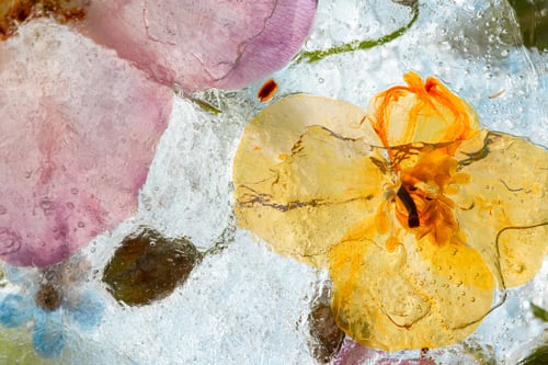 Preview: Abstract background of frozen multicolored flowers
