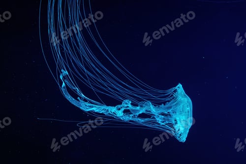 Preview: Atlantic Sea Nettle Jellyfish Swims In Illuminated Aquarium With Blue Neon Lighting