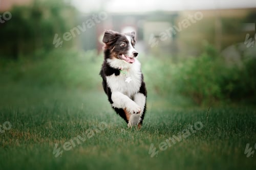 Preview: Australian Shepherd (Aussie) dog strolling in a beautiful urban park - a delightful stock photo capt