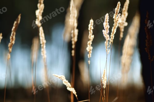 Preview: grass spikelets at sunset macro