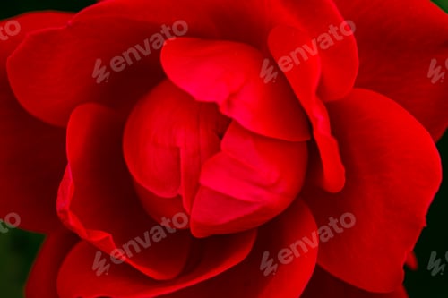 Preview: Red Rose on the Branch in the Garden