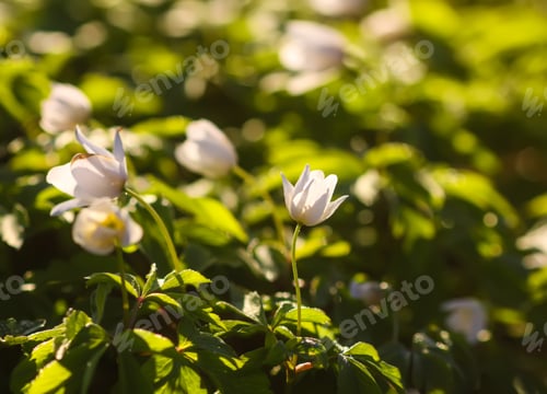 Preview: Anemone nemorosa in a wild spring forest. Beautiful white wildflowers.