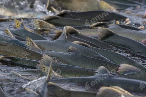 Preview: Spawning salmon