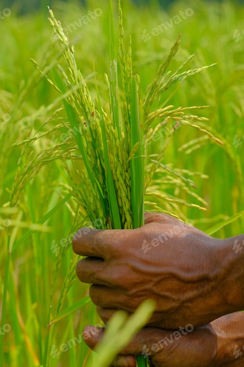 Preview: Hands Holding Freshly Harvested Rice Plants in a Beautiful Lush Green Field of Nature