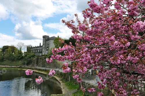 Preview: Beautiful view at a cherry blossom sakura tree in the Kilkenny Castle Park, Ireland in springtime