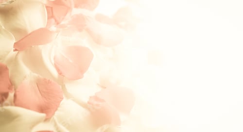 Preview: Sweet Color Rose Petals In Soft And Blur Style For Romantic Background