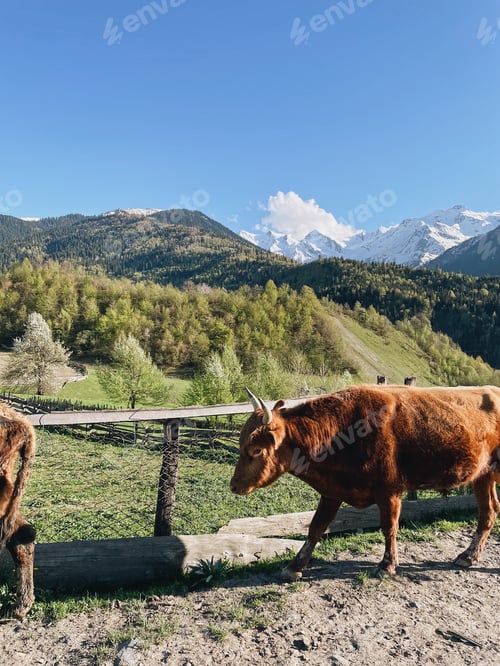 Preview: cows pastures among mountains. Sunny weather in green mountains with snowy picks. Nature in Georgia