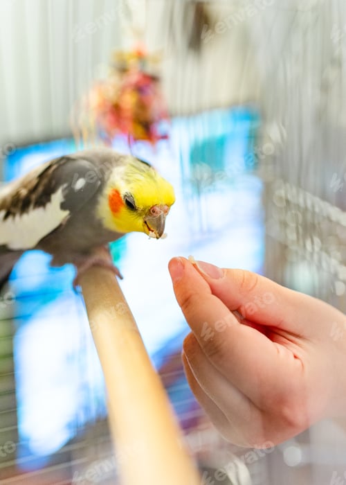Preview: Cockatiel Bird Inside Cage With Hand Feeding Snack